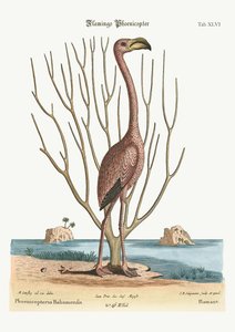 Flamingoen, 1749-73 af Mark Catesby